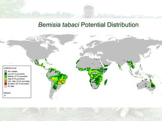 Cassava for sustainable poverty alleviation