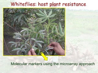 Cassava for sustainable poverty alleviation