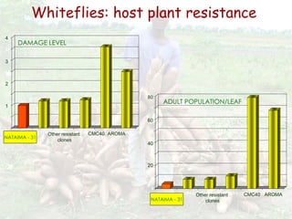 Cassava for sustainable poverty alleviation