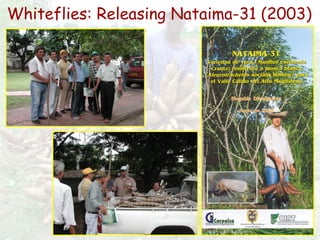 Cassava for sustainable poverty alleviation