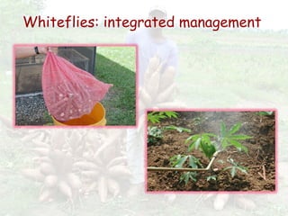 Cassava for sustainable poverty alleviation