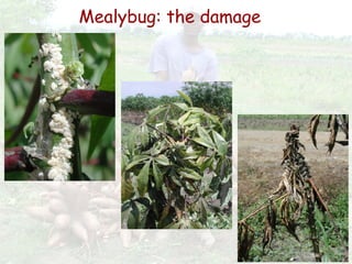 Cassava for sustainable poverty alleviation