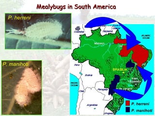 Cassava for sustainable poverty alleviation