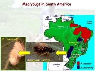 Cassava for sustainable poverty alleviation