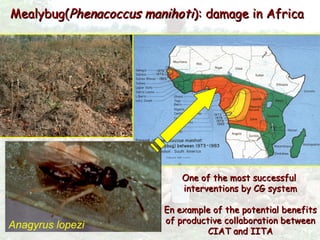Cassava for sustainable poverty alleviation