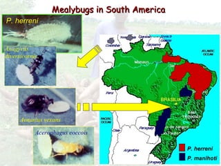 Cassava for sustainable poverty alleviation