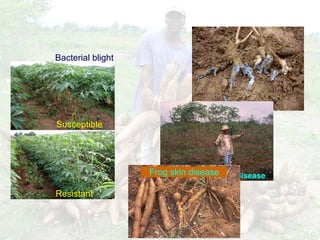 Cassava for sustainable poverty alleviation