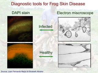 Cassava for sustainable poverty alleviation