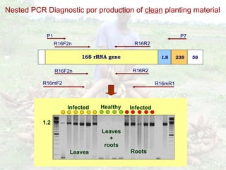 Cassava for sustainable poverty alleviation