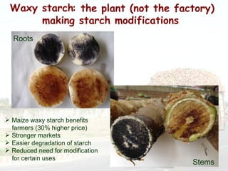 Cassava for sustainable poverty alleviation