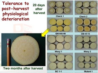 Cassava for sustainable poverty alleviation