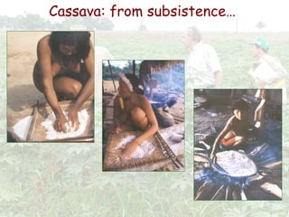 Cassava for sustainable poverty alleviation