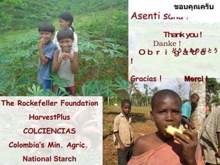 Cassava for sustainable poverty alleviation