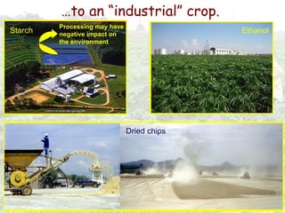 Cassava for sustainable poverty alleviation