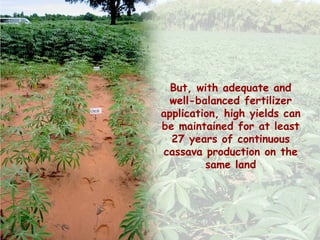 Cassava for sustainable poverty alleviation