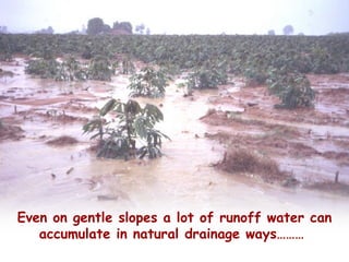 Cassava for sustainable poverty alleviation