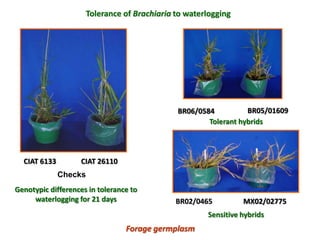 A trusted hat and two new shoes: Forages for Eco-efficiency