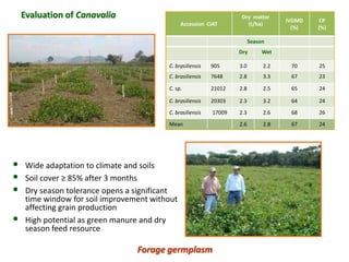 A trusted hat and two new shoes: Forages for Eco-efficiency