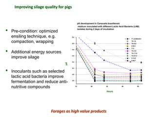 A trusted hat and two new shoes: Forages for Eco-efficiency