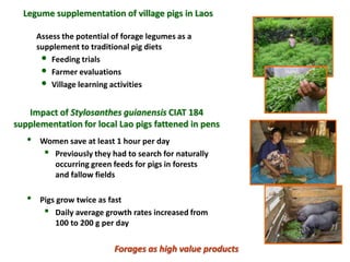 A trusted hat and two new shoes: Forages for Eco-efficiency