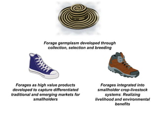 A trusted hat and two new shoes: Forages for Eco-efficiency