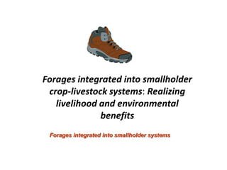 A trusted hat and two new shoes: Forages for Eco-efficiency