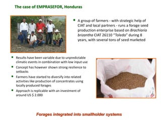 A trusted hat and two new shoes: Forages for Eco-efficiency