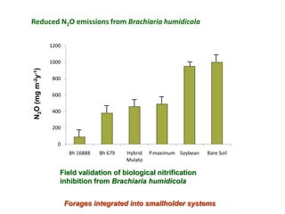 A trusted hat and two new shoes: Forages for Eco-efficiency