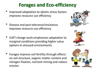 A trusted hat and two new shoes: Forages for Eco-efficiency