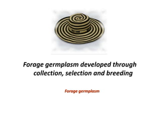 A trusted hat and two new shoes: Forages for Eco-efficiency