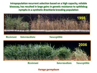 A trusted hat and two new shoes: Forages for Eco-efficiency