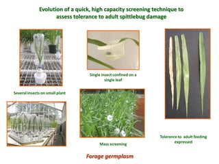 A trusted hat and two new shoes: Forages for Eco-efficiency