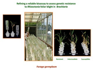 A trusted hat and two new shoes: Forages for Eco-efficiency