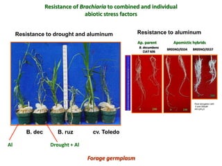 A trusted hat and two new shoes: Forages for Eco-efficiency