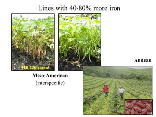 Lines with 40-80% more iron Meso-American (interspecific) Andean FEB 226-parent 