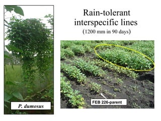 P. dumosus Rain-tolerant interspecific lines   ( 1200 mm in 90 days ) FEB 226-parent 