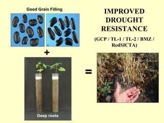 IMPROVED DROUGHT RESISTANCE (GCP / TL-1 / TL-2 / BMZ / RedSICTA) = + Good Grain Filling Deep roots 