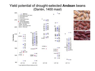 Yield potential of drought-selected  Andean  beans (Daríén, 1400 masl) 