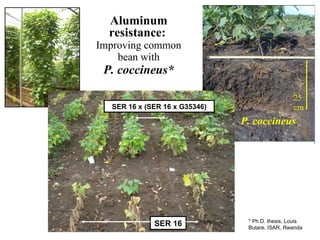Aluminum resistance:   Improving common bean with  P. coccineus* * Ph.D. thesis, Louis Butare, ISAR, Rwanda 25 cm P. coccineus SER 16 SER 16 x (SER 16 x G35346) 