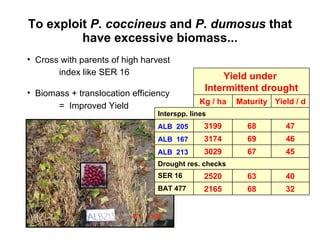 To exploit  P. coccineus  and  P. dumosus  that have excessive biomass... Cross with parents of high harvest  index like SER 16 Biomass + translocation efficiency  =  Improved Yield   Yield under  Intermittent drought Kg / ha Maturity Yield / d Interspp. lines ALB  205 3199 68 47 ALB  167 3174 69 46 ALB  213 3029 67 45 Drought res. checks SER 16 2520 63 40 BAT 477 2165 68 32 