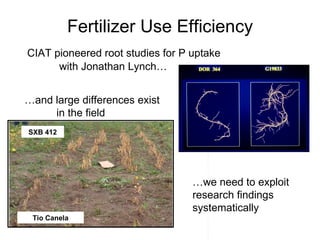 Fertilizer Use Efficiency CIAT pioneered root studies for P uptake  with Jonathan Lynch… SXB 412 … and large differences exist  in the field … we need to exploit research findings systematically Tio Canela 