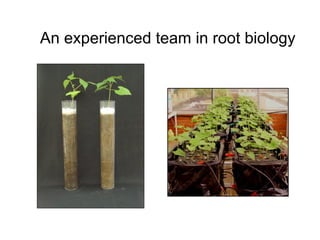 An experienced team in root biology   