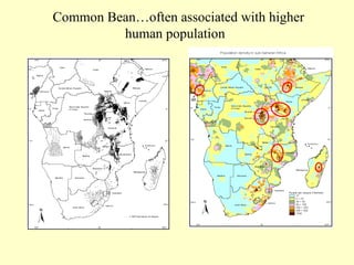 Common Bean…often associated with higher human population  