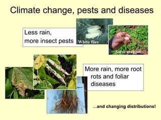 Beans and Eco-efficiency in a Changing Environment