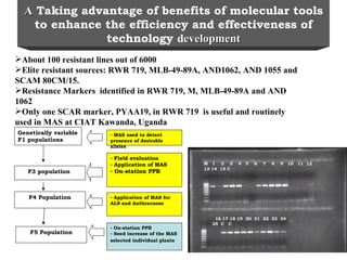 Integrating CIAT Research in Africa
