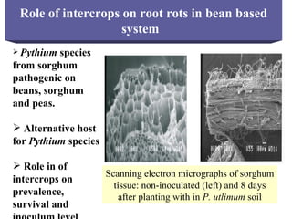 Integrating CIAT Research in Africa