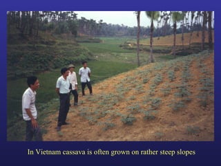 Helping Farmers Help Themselves: CIAT’s contribution to cassava production in Asia
