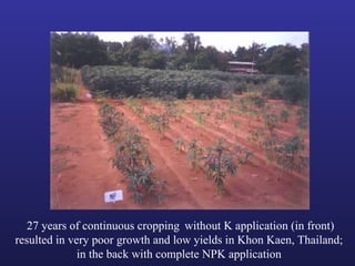 Helping Farmers Help Themselves: CIAT’s contribution to cassava production in Asia