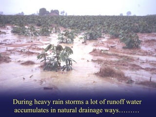 Helping Farmers Help Themselves: CIAT’s contribution to cassava production in Asia
