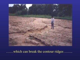 Helping Farmers Help Themselves: CIAT’s contribution to cassava production in Asia